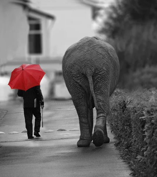 Tierbild Außenbild — Stockfoto