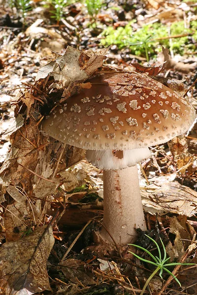 Pilze Pilzflora Und Botanik — Stockfoto