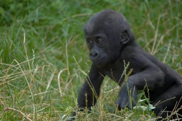 Primate Mono Gorila Mono —  Fotos de Stock