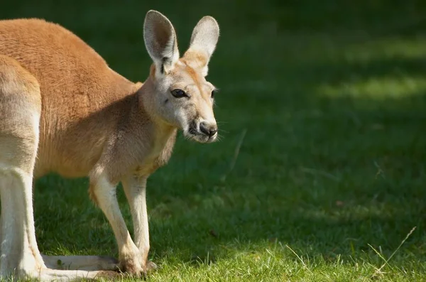 Tatlı Kanguru Hayvanı Avustralya Memelisi — Stok fotoğraf