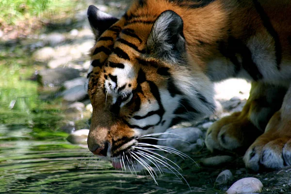 Tigre Zoológico — Fotografia de Stock