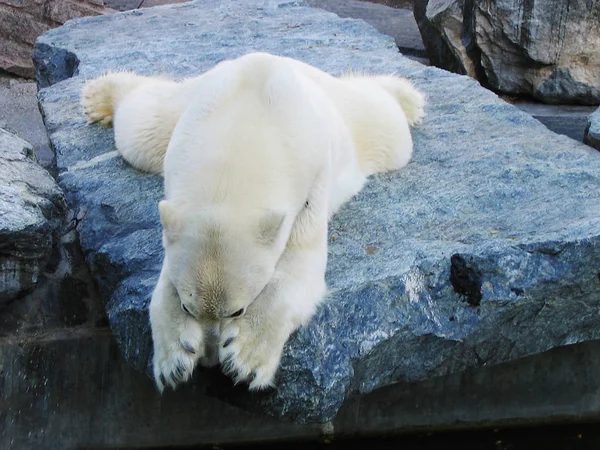 Blanc Arctique Ours Blanc Ours Blanc — Photo