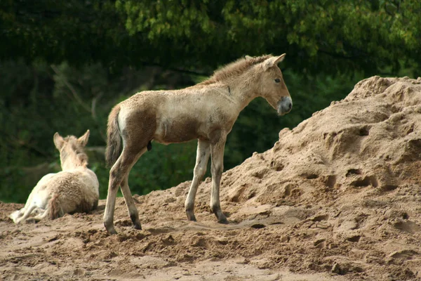 Hengst Wildes Tier Der Natur — Stockfoto