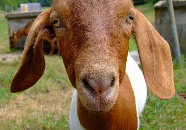 Porträt Einer Ziege — Stockfoto