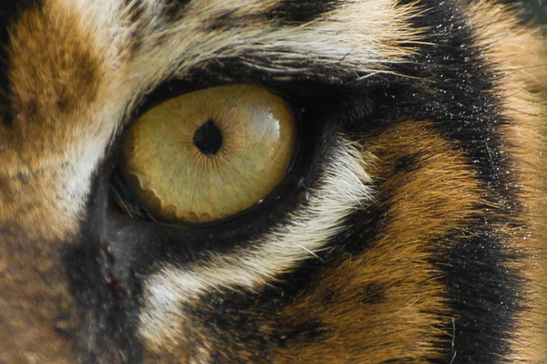 Das Auge Des Tigers — Stockfoto