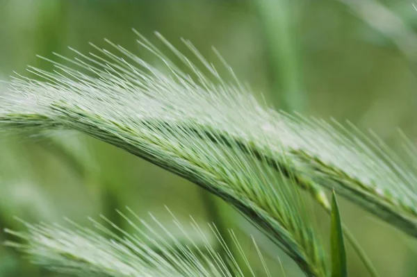 Erba Verde Nel Campo — Foto Stock