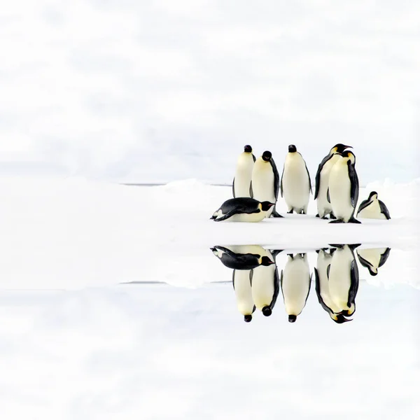 Söta Pingviner Den Vilda Naturen — Stockfoto