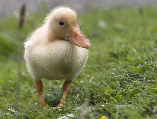 鳥を見るショット 野生の自然でアヒル — ストック写真