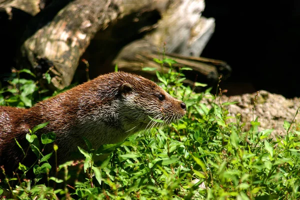 a cute otter  in the grass