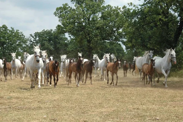 Cavalos Livre Durante Dia — Fotografia de Stock