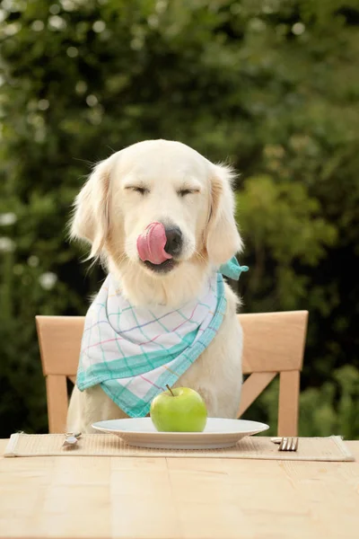 Golden Retriever Apple Diet — Stock Photo, Image