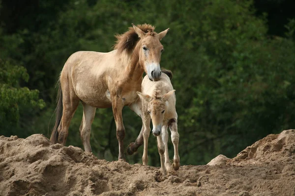 Jungtiere Selektiver Fokus — Stockfoto