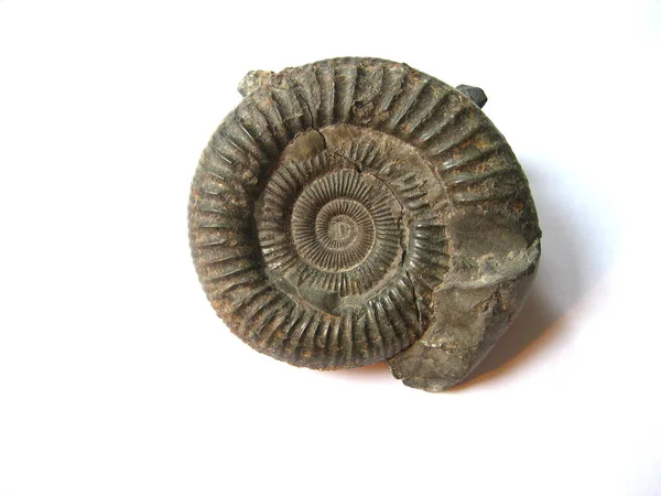 Helix Shell Snail Mollusk — Stock Photo, Image
