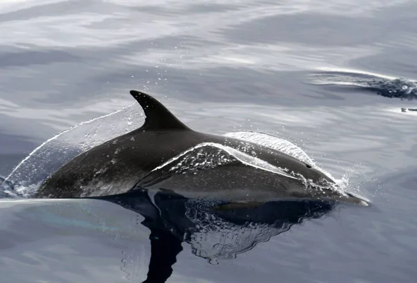 Para Experimentar Una Experiencia Mismos Ballenas Delfines Entorno Natural Acompañando — Foto de Stock