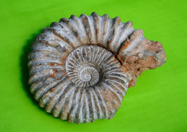 Coquille Escargot Coquilles Mollusque — Photo