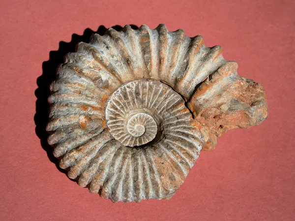 Casca Caracol Conchas Molusco — Fotografia de Stock