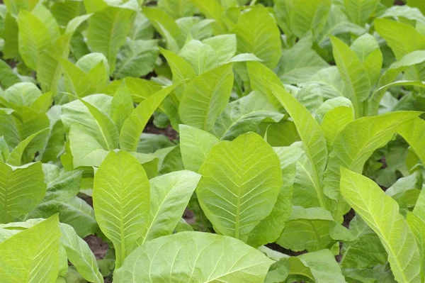 Plantas Tabaco Folhas Verdes — Fotografia de Stock
