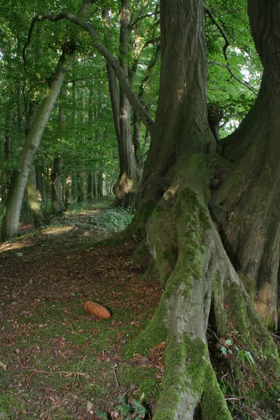 Trilha Florestal Árvores Caminhadas — Fotografia de Stock