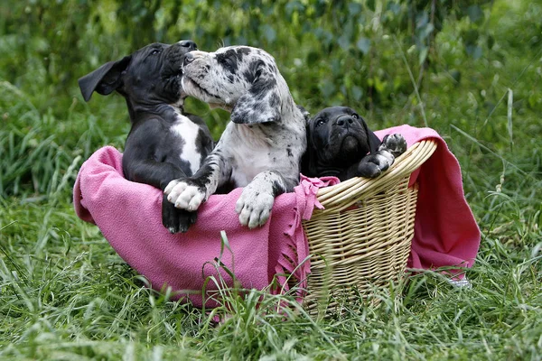 Kleine Hondjes Pups Leeftijd Van Maanden Brengen Speels Voor Ernst — Stockfoto