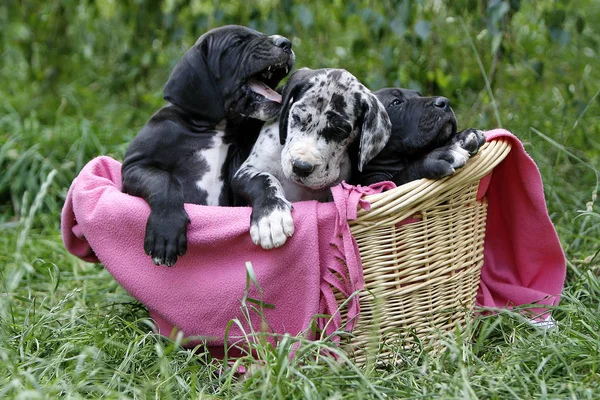 Bulldog Puppies Mand — Stockfoto