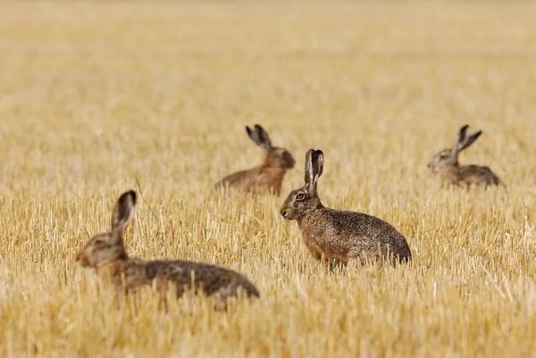 Mignon Lapin Gros Plan — Photo