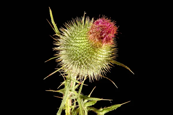 Wildblumen Flora Und Natur — Stockfoto