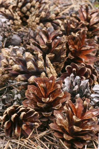 Pine Cone Tree Cones Flora — Stock Photo, Image