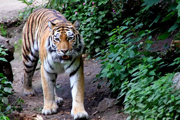 Kočičí Dravec Divoký Tygr — Stock fotografie