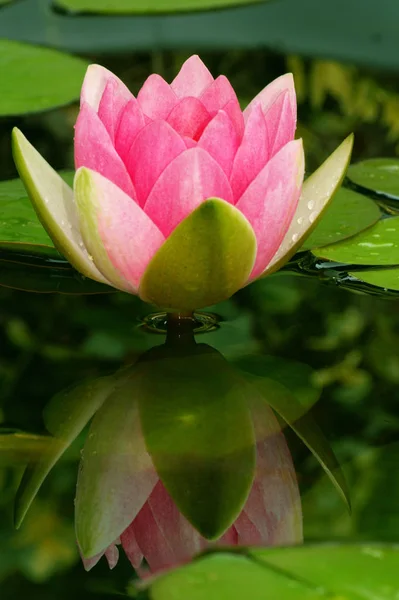 Lírio Água Flores Lago Flora Natureza — Fotografia de Stock