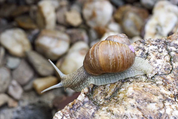 Elica Mollusco Chiocciola Animale Guscio — Foto Stock