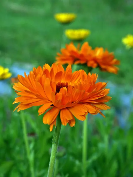 Piękne Kwitnące Kwiaty Tło Natury — Zdjęcie stockowe