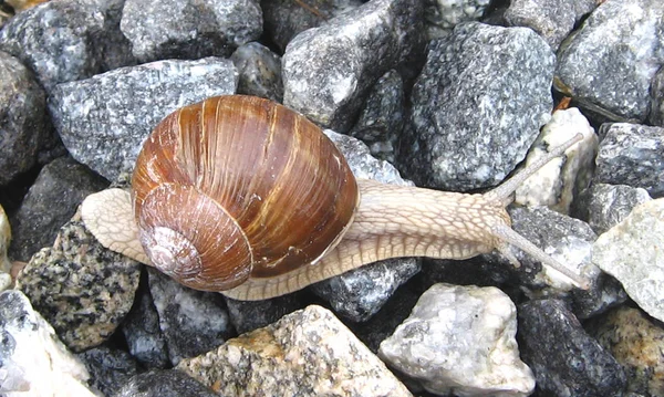 Yavaş Salyangoz Yapışkan Hayvan — Stok fotoğraf