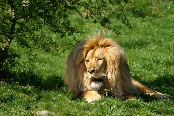 Prédateur Animal Lion Faune — Photo