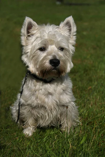 West Highland Fehér Terrier Kutya Kisállat — Stock Fotó