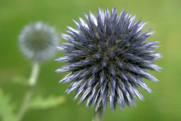 Wilde Veldbloem Flora Natuur — Stockfoto