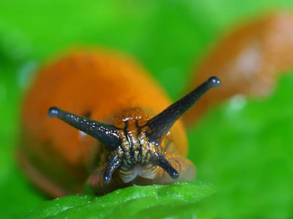 달팽이 기어다니는 — 스톡 사진