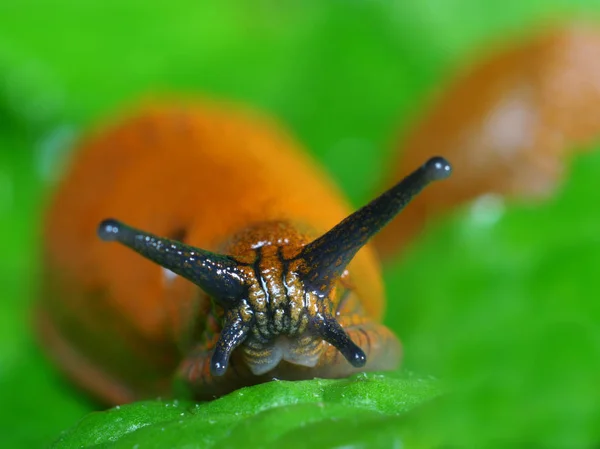 Siput Berlendir Siput Crawler — Stok Foto