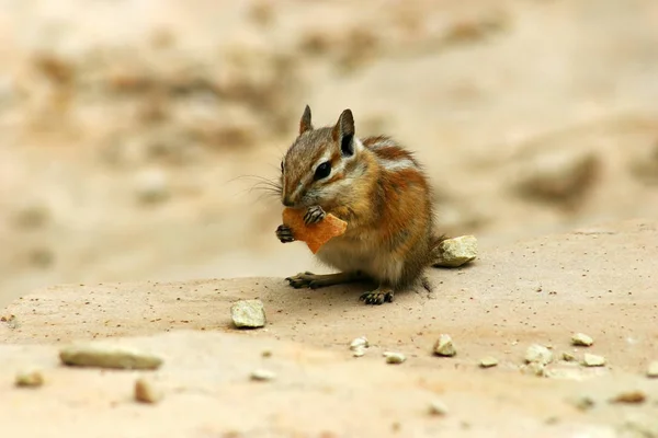 Petit Animal Fourrure Écureuil — Photo