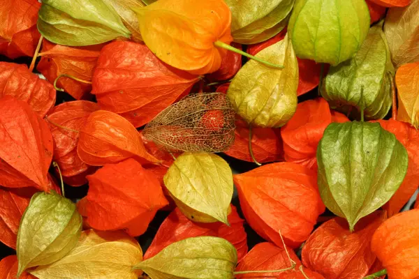 Vista Cerca Planta Physalis — Foto de Stock