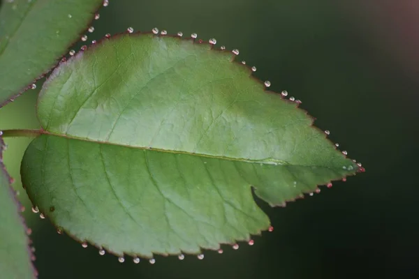 Morning Dewdrops Grass Close — Stock Photo, Image