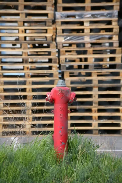 Hidrante Fogo Parque — Fotografia de Stock