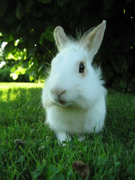 可爱的兔子 特写镜头 — 图库照片