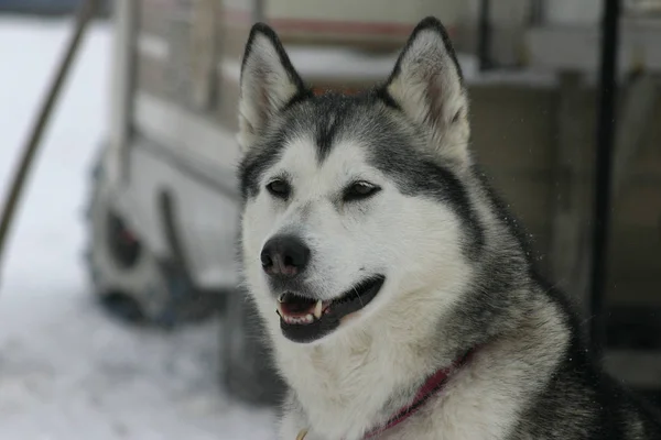 Husky Hond Dier Huisdier — Stockfoto