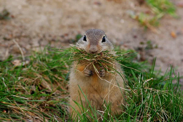a cute squirrel in the grass