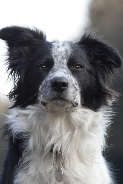 Border Collie Dog Mascota Doméstica Animal —  Fotos de Stock