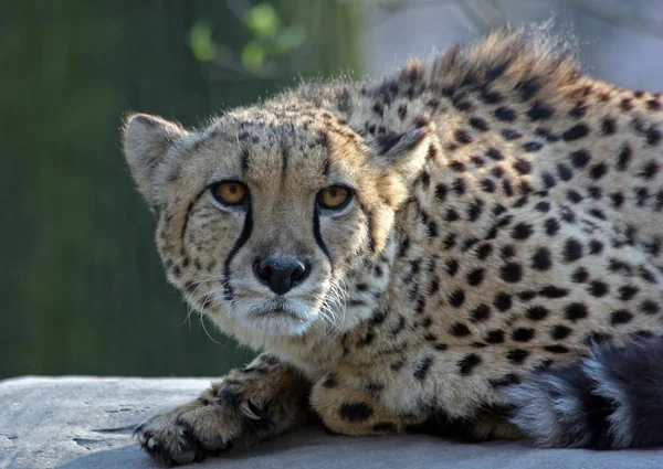 Benekli Çita Yırtıcı Büyük Kedi — Stok fotoğraf