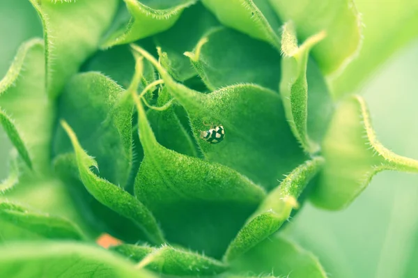 Sunflower Close View — Stock Photo, Image