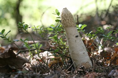 mushrooms growing, fungus flora botany clipart