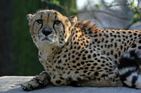 Fläckig Gepard Rovdjur Stor Katt — Stockfoto