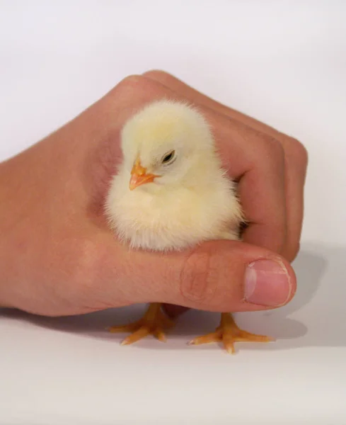 Schilderachtig Uitzicht Prachtige Vogel Natuur — Stockfoto